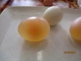 Pokusy s vejci [nové okno]