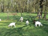 3. den aneb Kozy, kozy a větrný mlýn [nové okno]